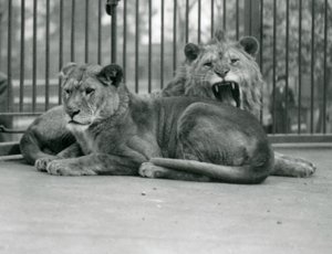 Un couple de lions, Abdullah et Fatima, Zoo de Londres, mai 1923